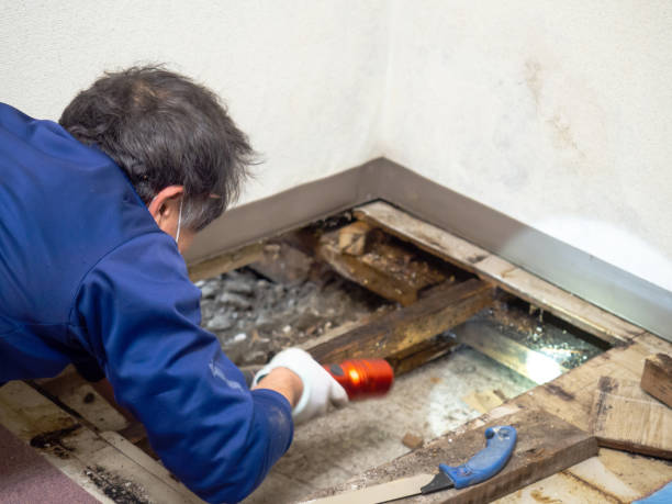 Best Affordable Mold Removal  in Frankford, DE