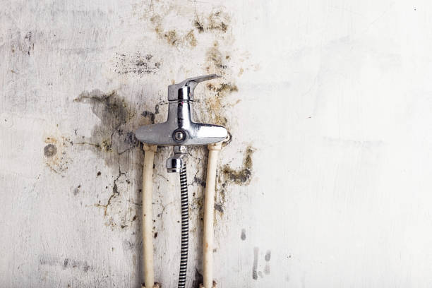 Best Same-Day Mold Removal  in Frankford, DE