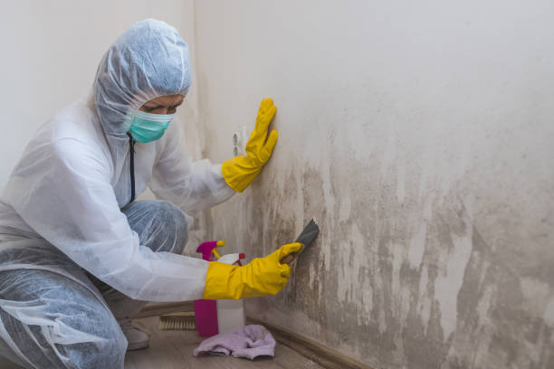 Best Mold Removal and Inspection  in Frankford, DE