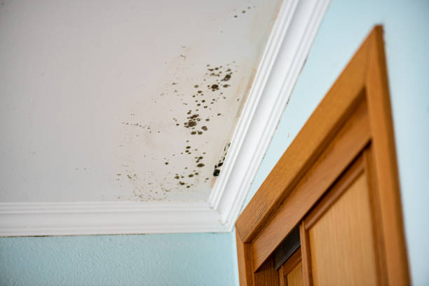 Best Mold Cleaning Services  in Frankford, DE