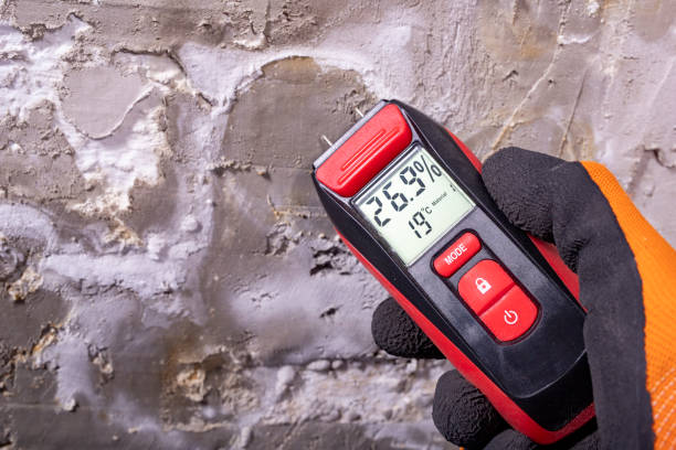 Best Black Mold Removal  in Frankford, DE