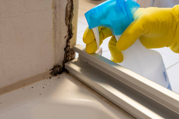 Best Office Mold Removal Services  in Frankford, DE