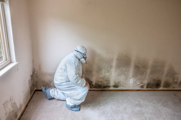 Best Professional Mold Removal  in Frankford, DE