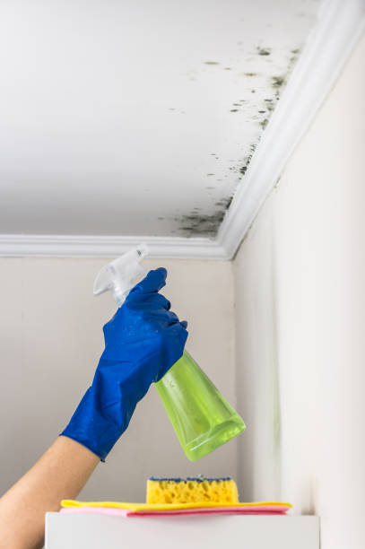 Best Professional Mold Removal  in Frankford, DE