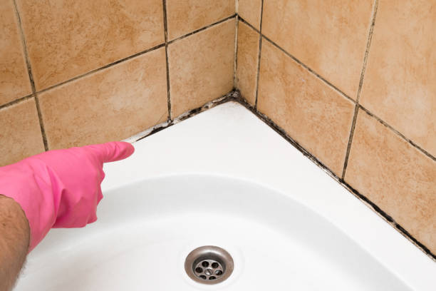 Best Commercial Mold Removal  in Frankford, DE